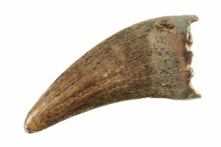 Fossil Raptor (Paronychodon?) Tooth - Montana #265954